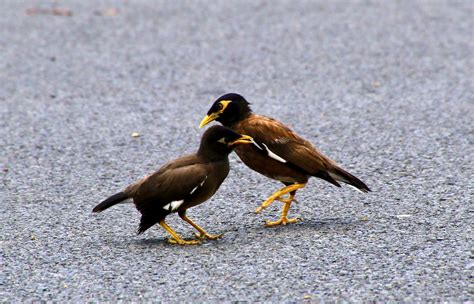 路上看到死鳥